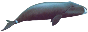 Whale PNG-19247